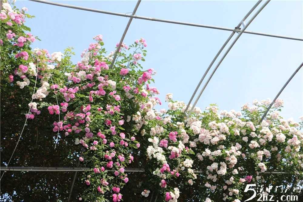 薔薇花開(kāi)！最美的風(fēng)景，都在來(lái)這里的路上！