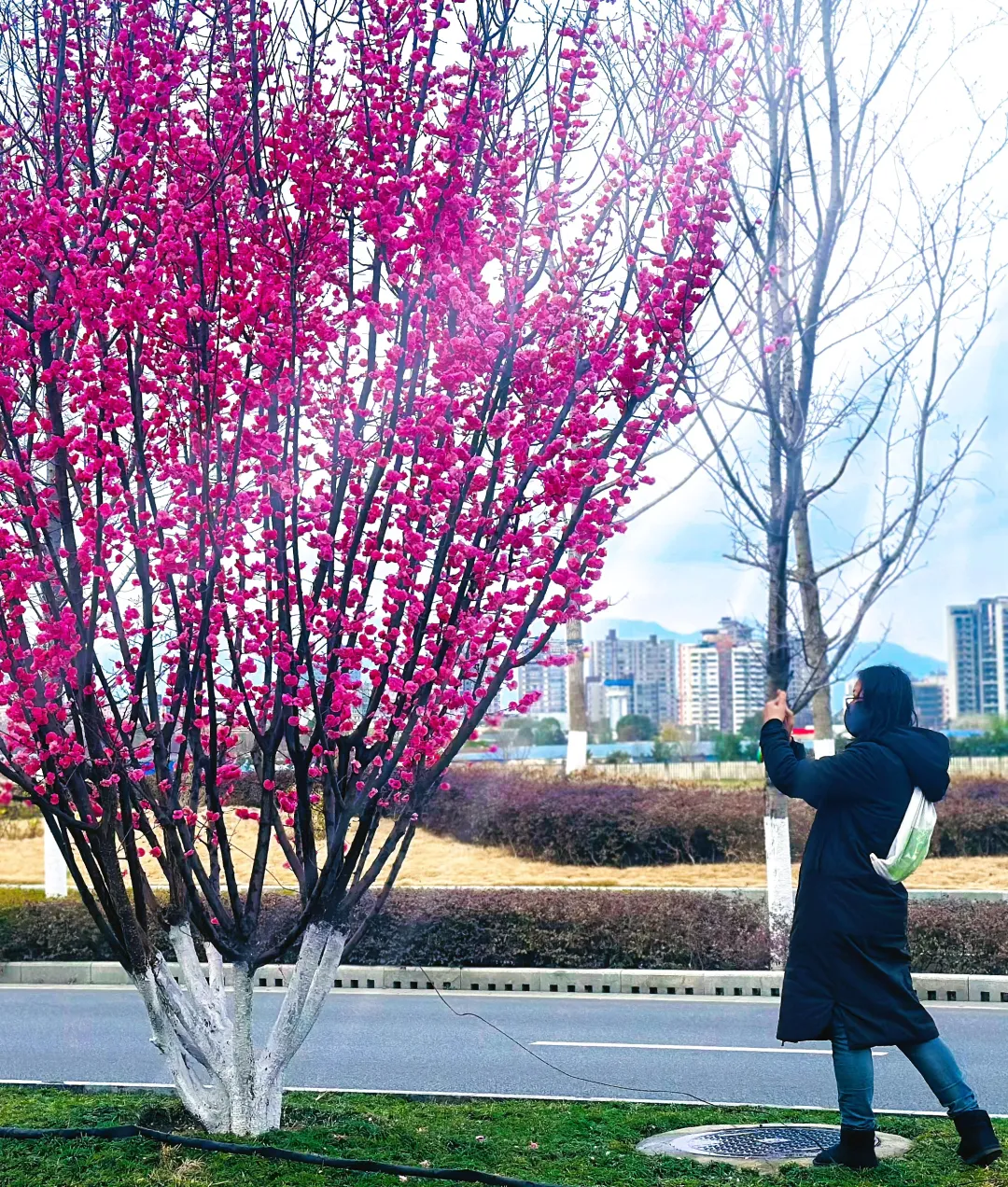 春日預(yù)報(bào)！漢臺(tái)街頭一大波花卉強(qiáng)勢(shì)來襲