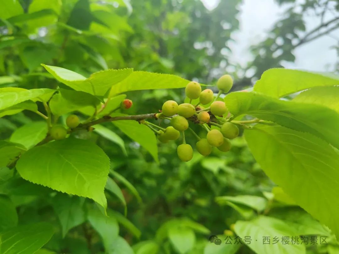 “櫻”你而來(lái)，“桃”你歡喜！西鄉(xiāng)櫻桃即將上市！