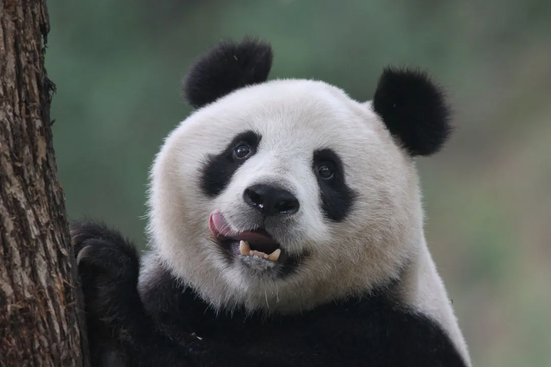 春節(jié)不打烊！熊貓谷驚喜福利陪你過大年！
