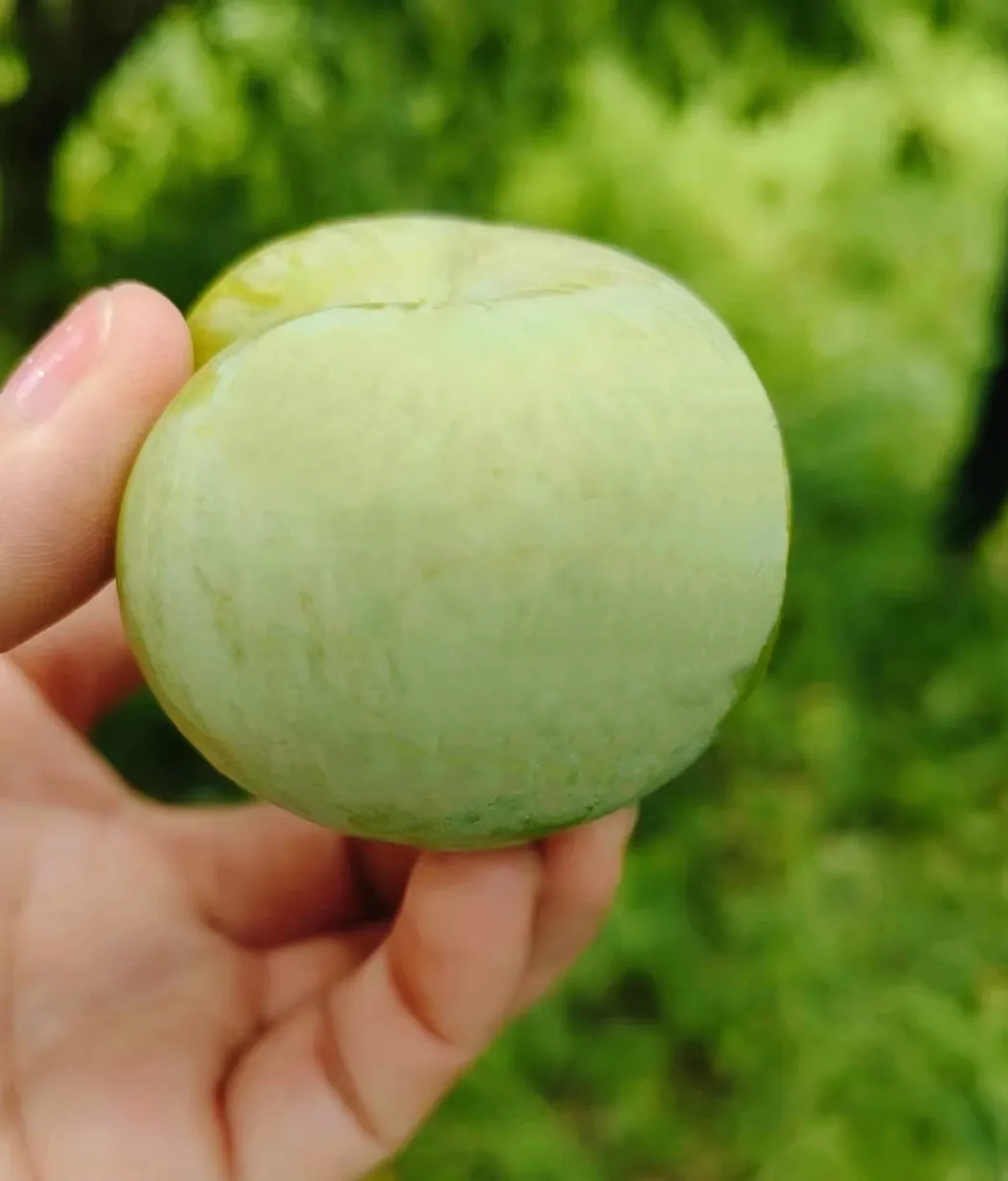 助農(nóng)促銷 | 又大又甜 漢臺區(qū)漢王鎮(zhèn)紅星村蜂糖李成熟啦！