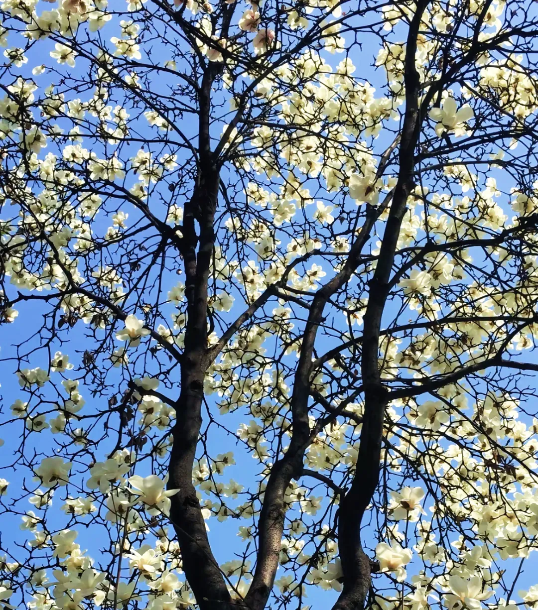 春日預(yù)報(bào)！漢臺(tái)街頭一大波花卉強(qiáng)勢(shì)來襲