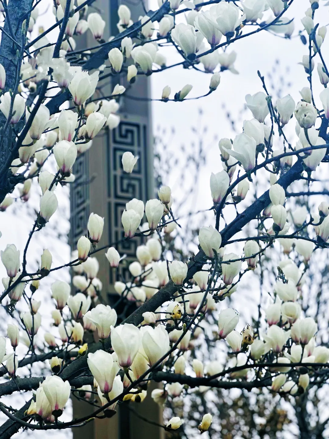春日預(yù)報(bào)！漢臺(tái)街頭一大波花卉強(qiáng)勢(shì)來襲