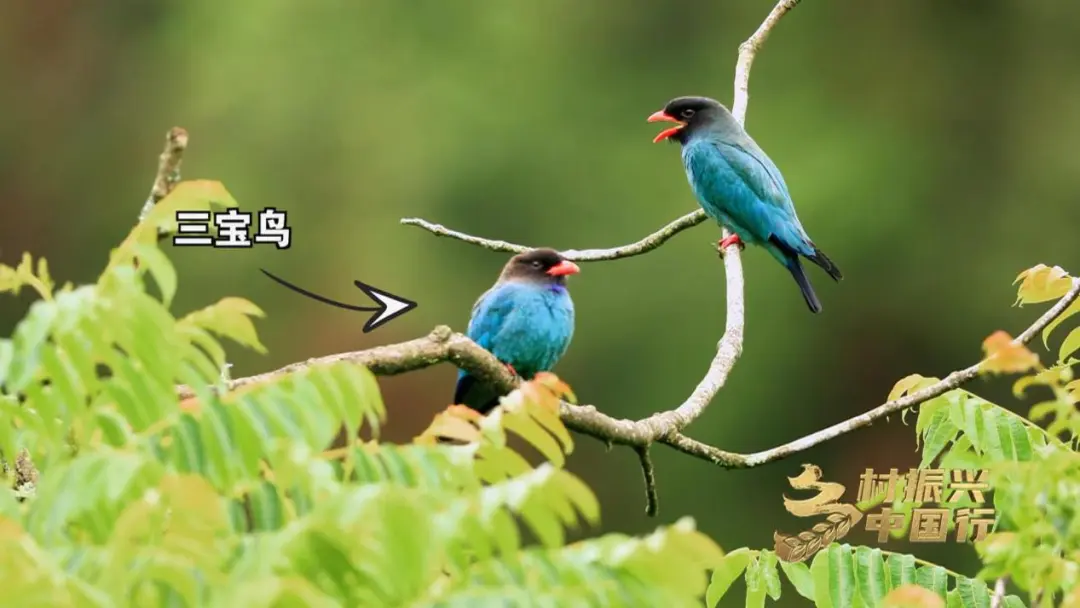 央視財經(jīng)關(guān)注！看漢中如何探索鄉(xiāng)村振興之路→