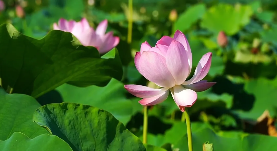漢臺區(qū)徐家灣村：“荷經濟”添彩鄉(xiāng)村振興
