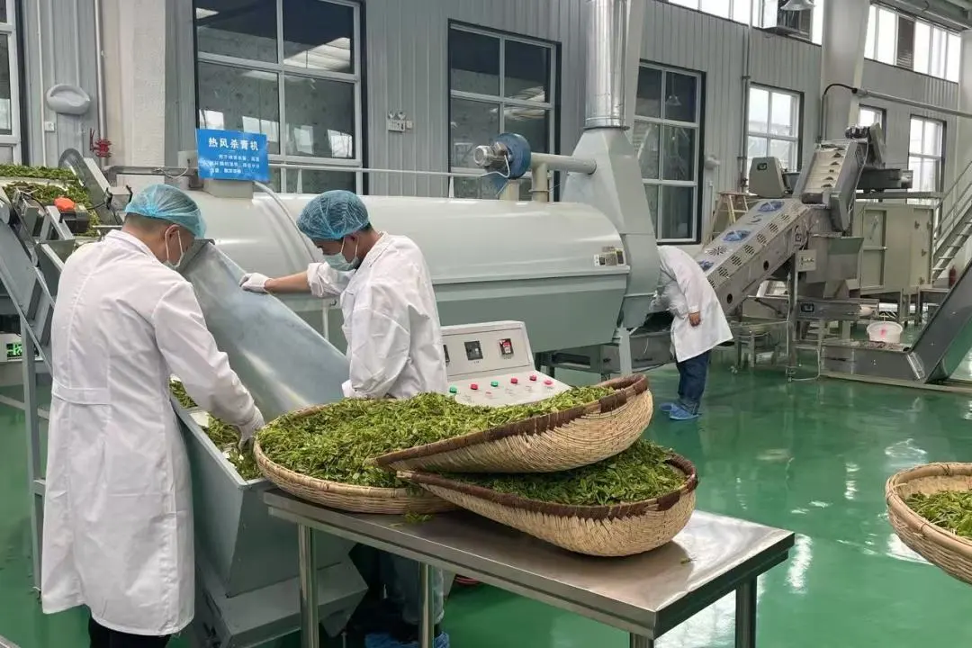 訂單接到手軟！漢中茶界“黑馬”逆襲→