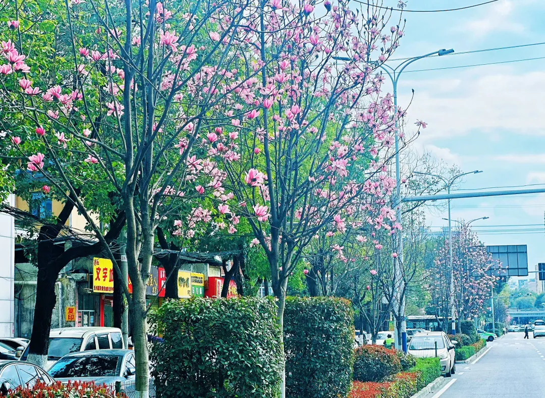 春日預(yù)報(bào)！漢臺(tái)街頭一大波花卉強(qiáng)勢(shì)來襲