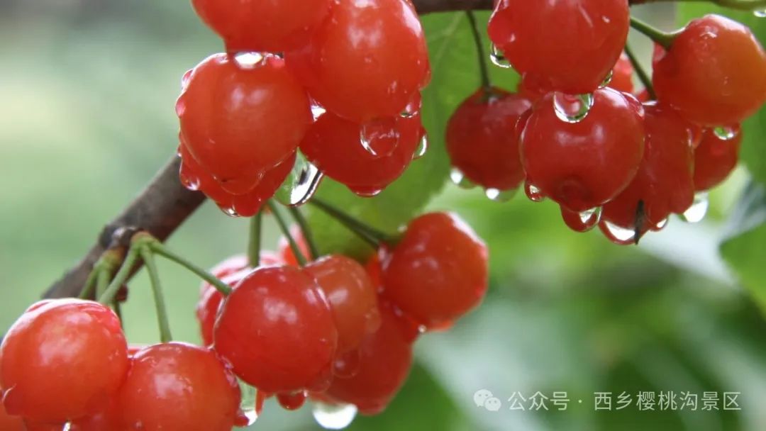 “櫻”你而來(lái)，“桃”你歡喜！西鄉(xiāng)櫻桃即將上市！