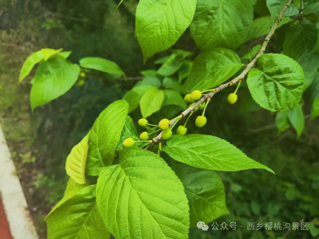 “櫻”你而來(lái)，“桃”你歡喜！西鄉(xiāng)櫻桃即將上市！