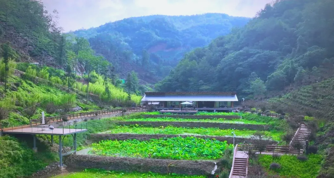 茶旅新地標(biāo)！楮溪源景區(qū)帶你開啟茶旅融合新體驗！