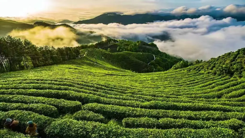 上半場(chǎng)，穩(wěn)中有進(jìn)向新向好！