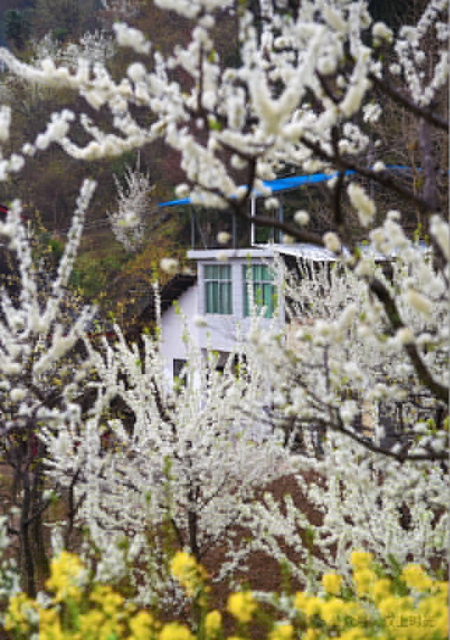 鎮(zhèn)巴春日盛宴旅游攻略，讓這個(gè)春天不留遺憾！