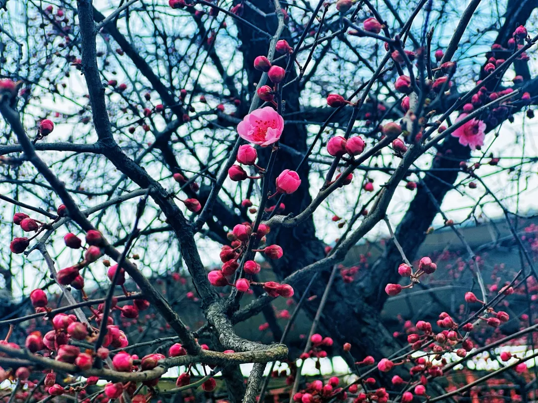 春日預(yù)報(bào)！漢臺(tái)街頭一大波花卉強(qiáng)勢(shì)來襲