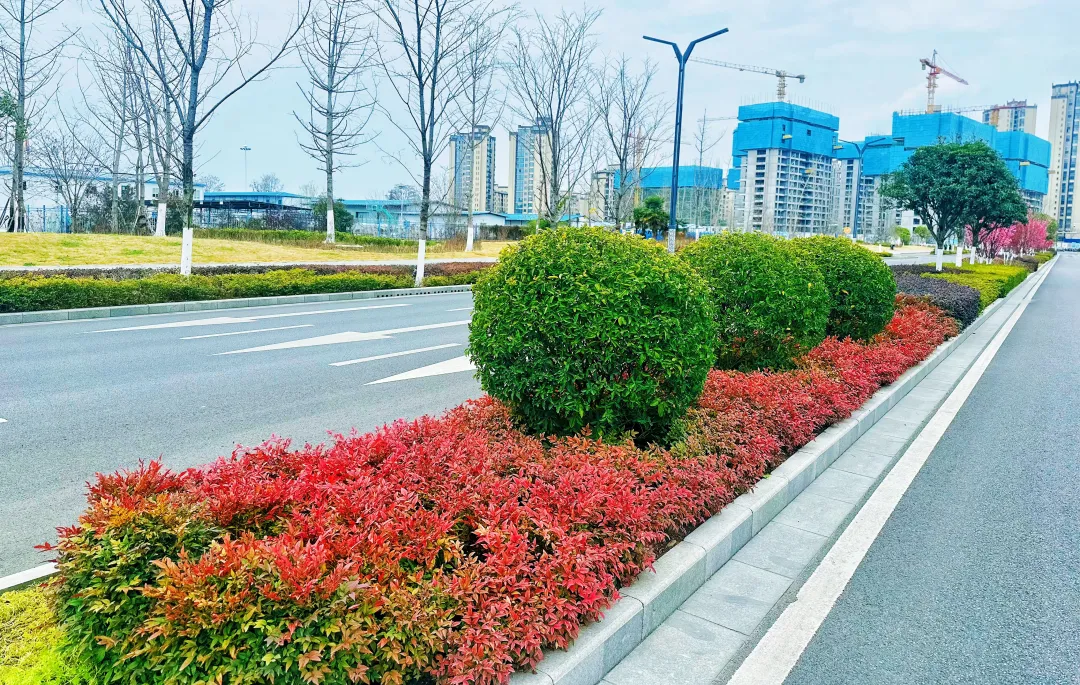 春日預(yù)報(bào)！漢臺(tái)街頭一大波花卉強(qiáng)勢(shì)來襲