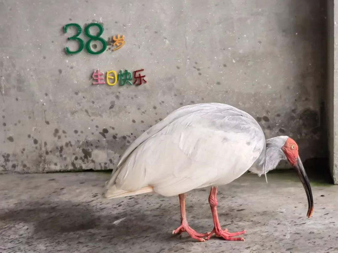 今年首只！在漢中破殼！