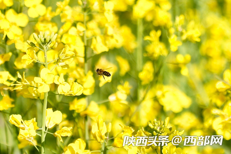 生態(tài)高顏值·發(fā)展高質(zhì)量｜油菜花、牡丹花、黑稻田 漢中洋縣有機(jī)產(chǎn)業(yè)有自己的“三原色”