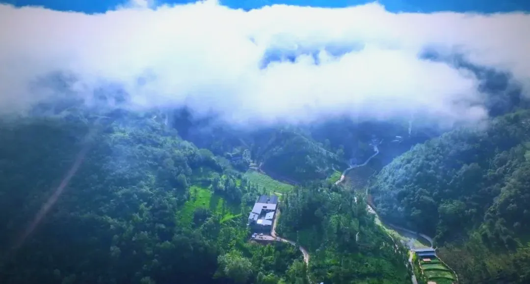 茶旅新地標(biāo)！楮溪源景區(qū)帶你開啟茶旅融合新體驗！