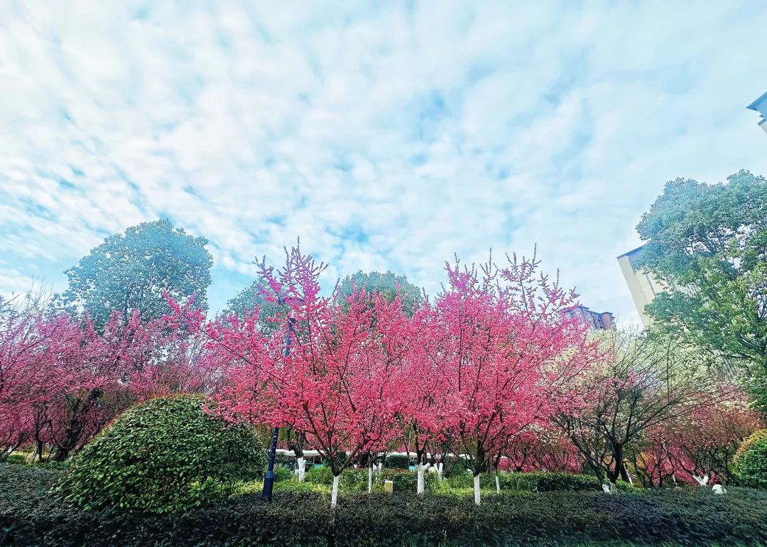 春日預(yù)報(bào)！漢臺(tái)街頭一大波花卉強(qiáng)勢(shì)來襲