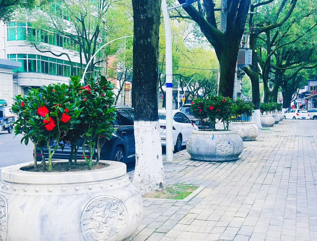 春日預(yù)報(bào)！漢臺(tái)街頭一大波花卉強(qiáng)勢(shì)來襲
