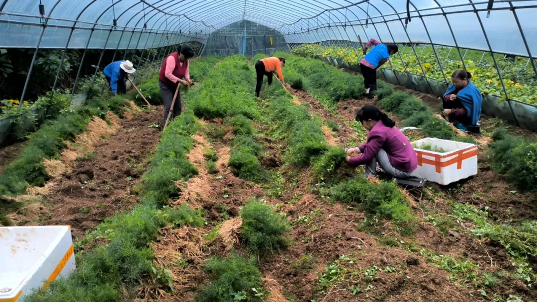 全省中藥材良種繁育基地！漢臺一企業(yè)入選！