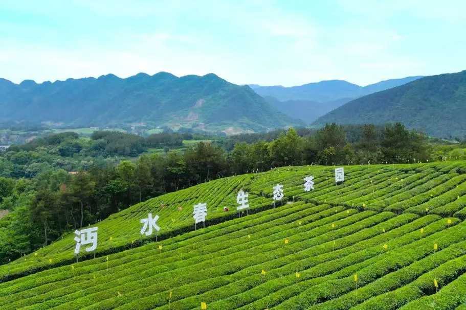 訂單接到手軟！漢中茶界“黑馬”逆襲→