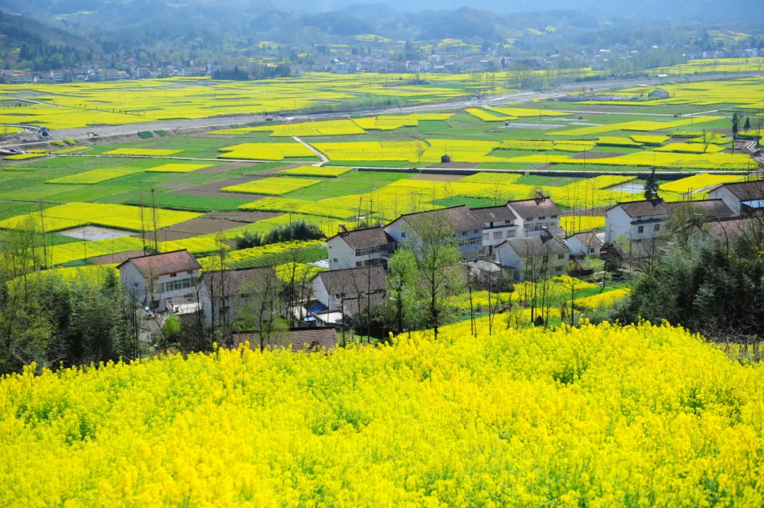賞花海，觀馬術(shù)！3月，漢中等你！