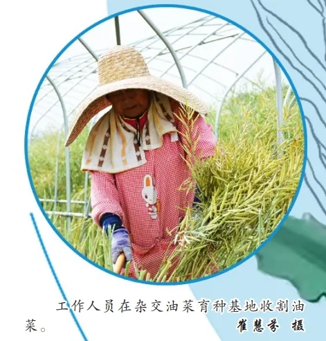 中國油菜的“漢中芯”！探尋背后硬核→