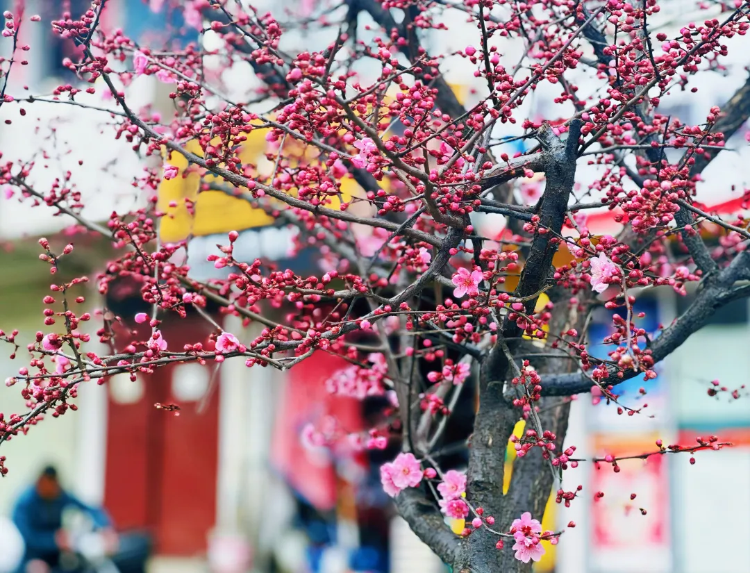 春日預(yù)報(bào)！漢臺(tái)街頭一大波花卉強(qiáng)勢(shì)來襲
