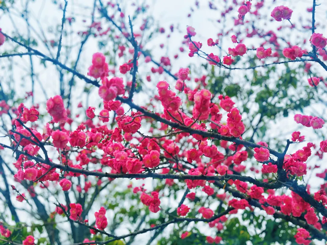 春日預(yù)報(bào)！漢臺(tái)街頭一大波花卉強(qiáng)勢(shì)來襲