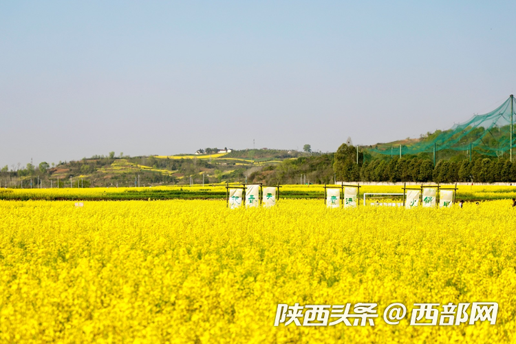 生態(tài)高顏值·發(fā)展高質(zhì)量｜油菜花、牡丹花、黑稻田 漢中洋縣有機(jī)產(chǎn)業(yè)有自己的“三原色”