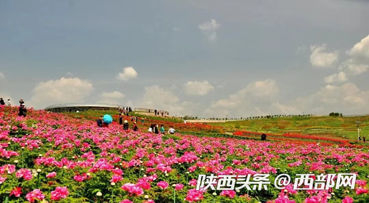 生態(tài)高顏值·發(fā)展高質(zhì)量｜油菜花、牡丹花、黑稻田 漢中洋縣有機(jī)產(chǎn)業(yè)有自己的“三原色”