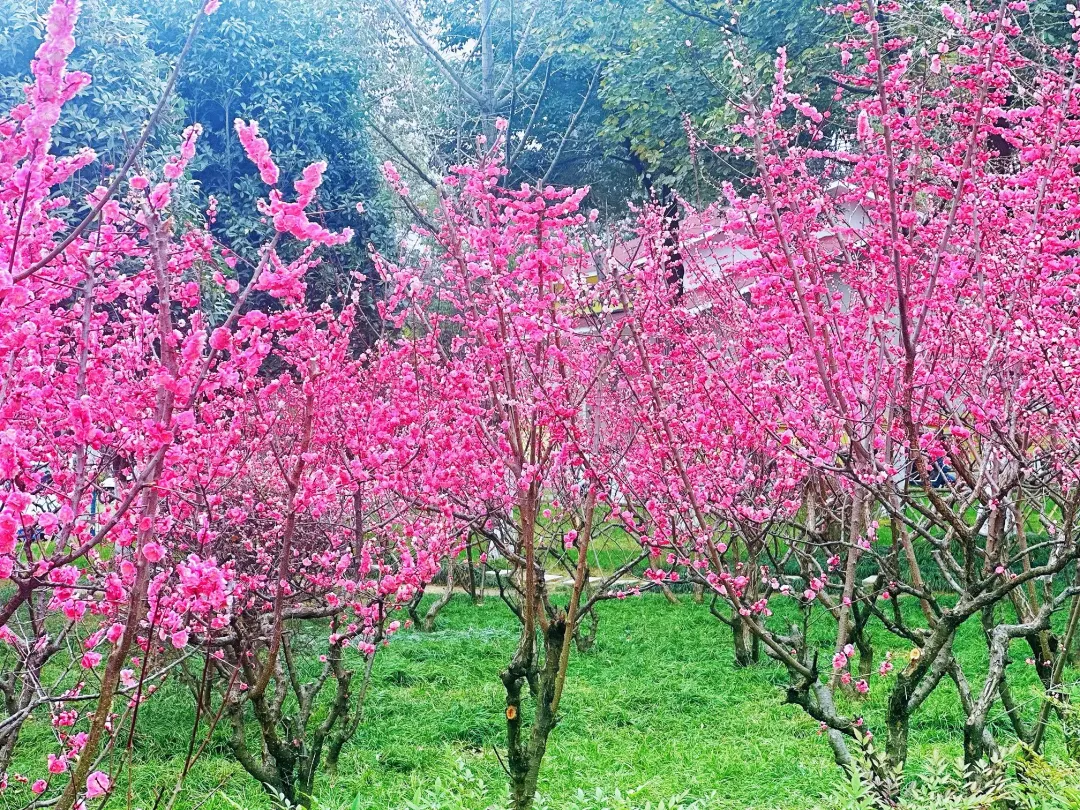 春日預(yù)報(bào)！漢臺(tái)街頭一大波花卉強(qiáng)勢(shì)來襲