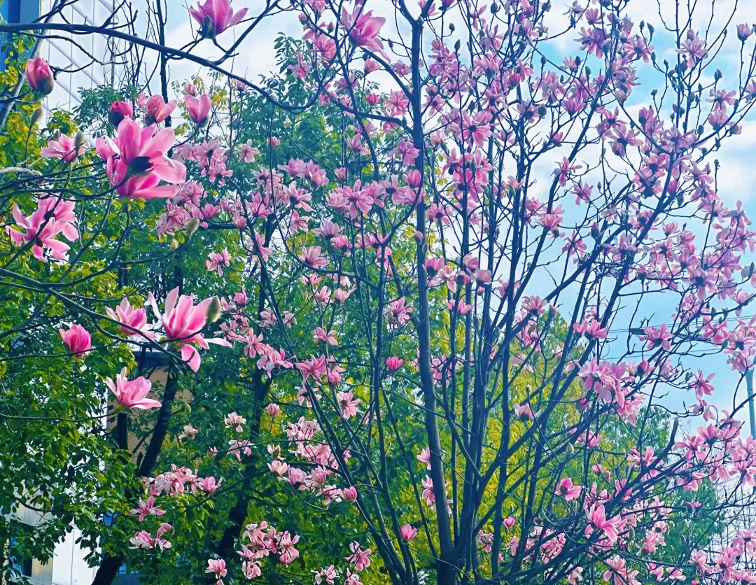 春日預(yù)報(bào)！漢臺(tái)街頭一大波花卉強(qiáng)勢(shì)來襲