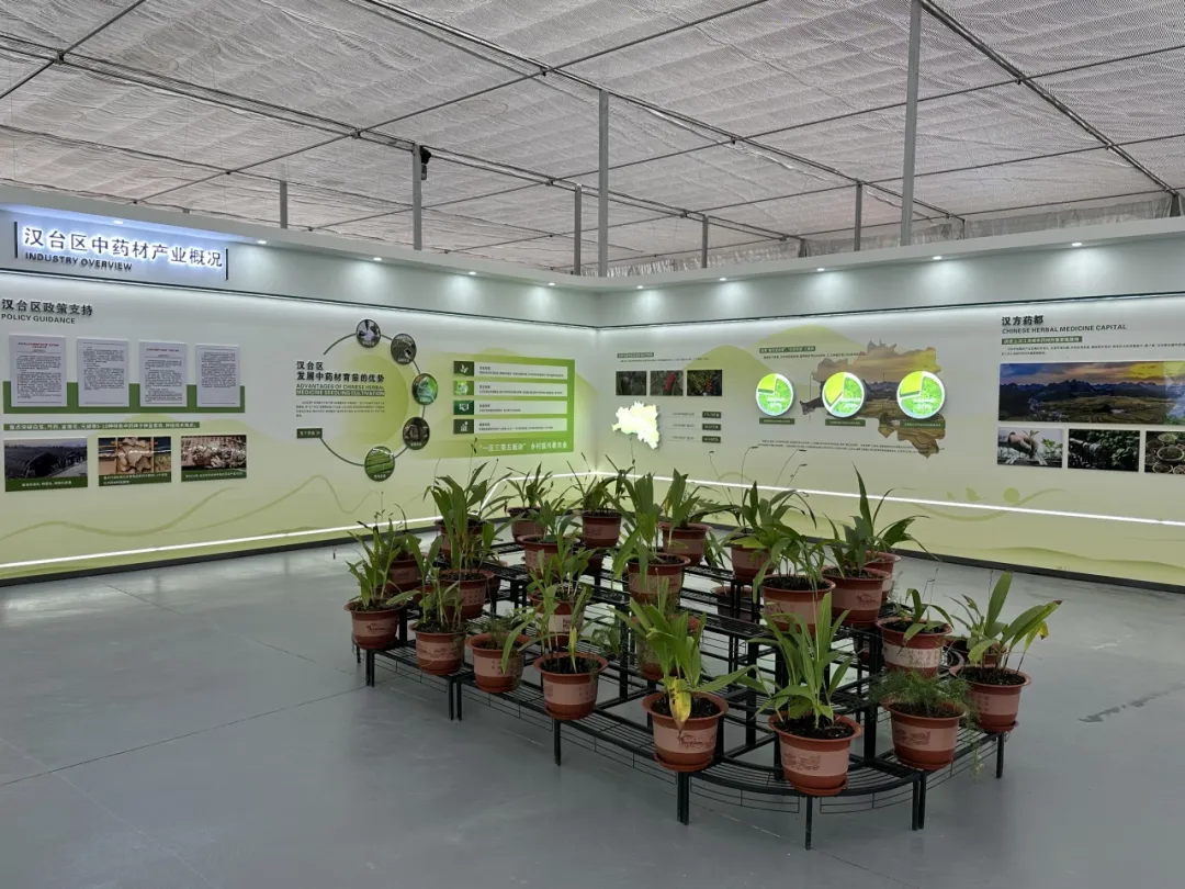 全省中藥材良種繁育基地！漢臺一企業(yè)入選！