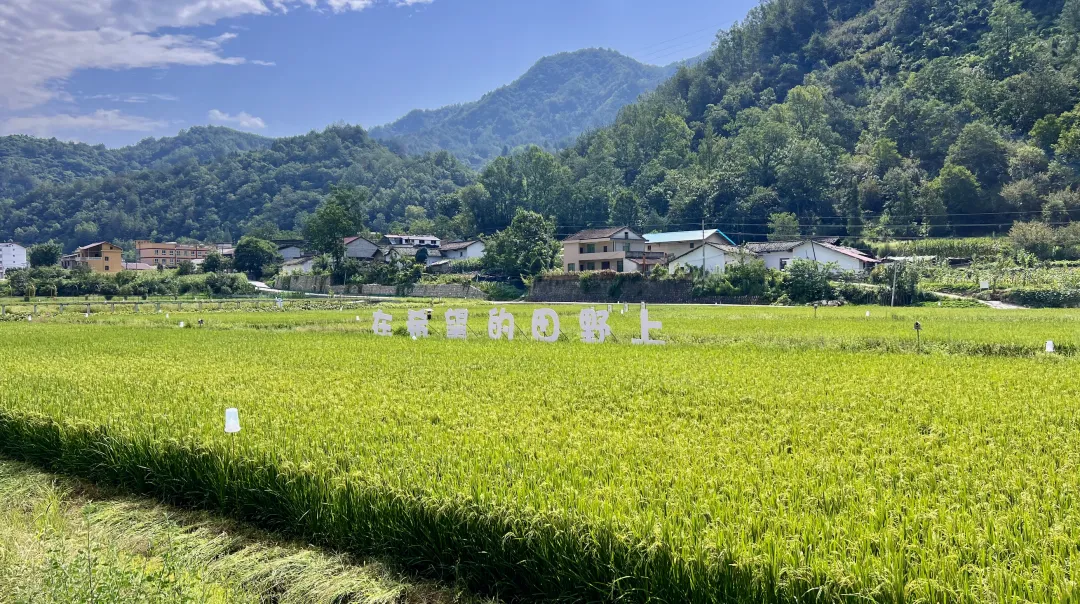 垂釣、逛展、追音樂… 陳家壩稻田音樂季，承包你的周末快樂！