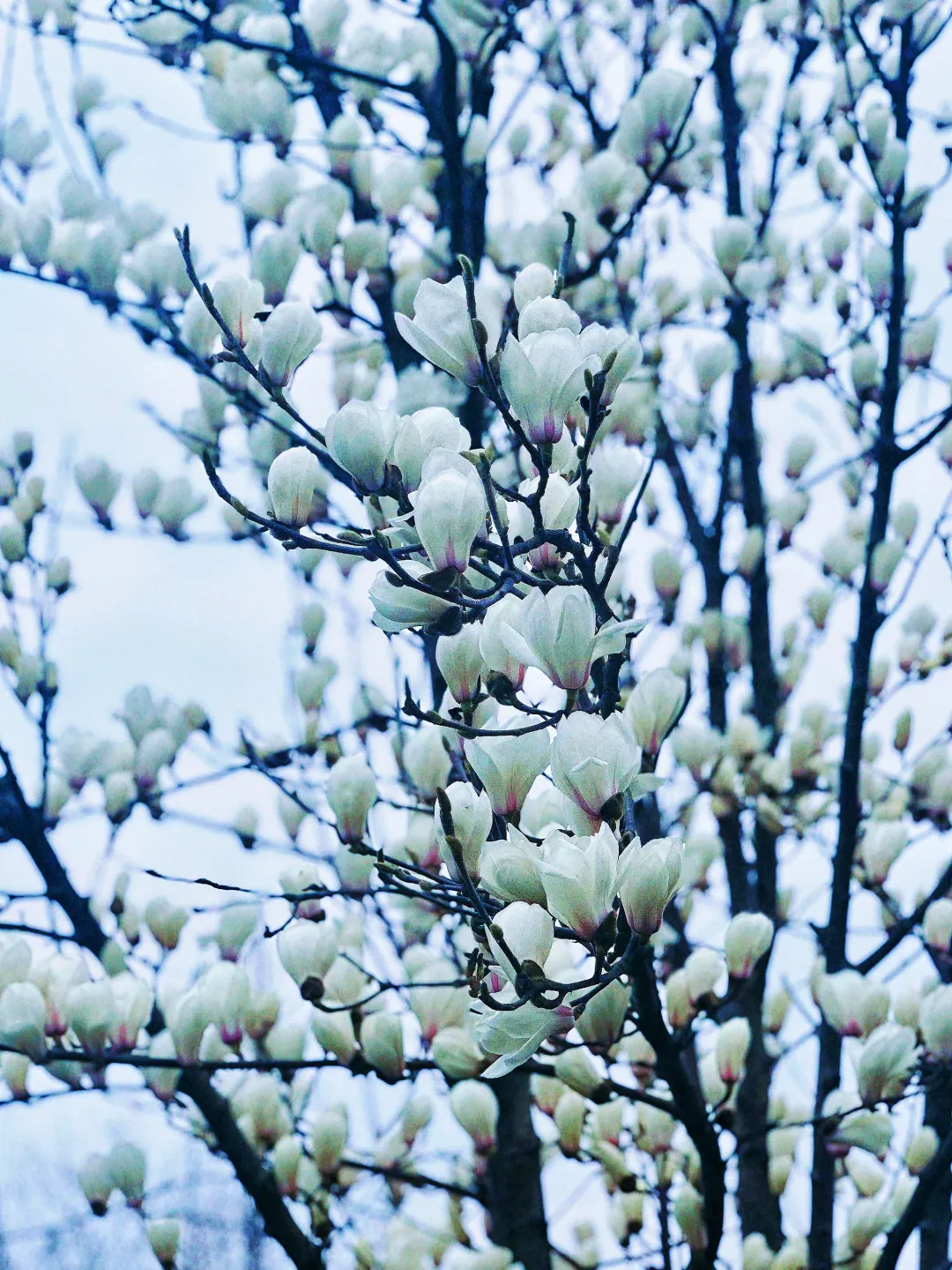 春日預(yù)報(bào)！漢臺(tái)街頭一大波花卉強(qiáng)勢(shì)來襲