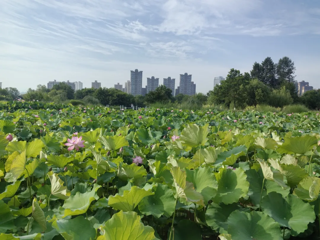 20多家中省媒體聚焦！重點(diǎn)關(guān)注漢中生態(tài)畫(huà)卷→