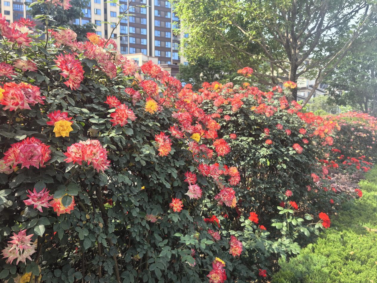 “花”點(diǎn)時(shí)間游漢臺(tái)，這個(gè)“五一”美不勝收