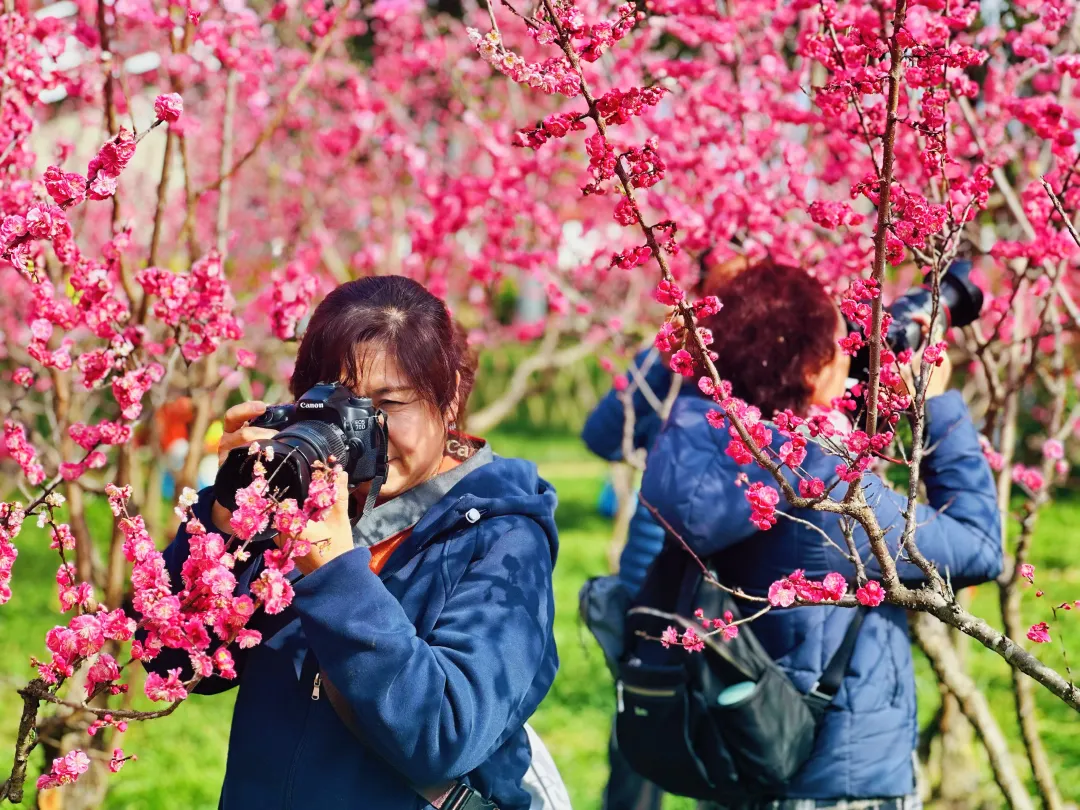 春日預(yù)報(bào)！漢臺(tái)街頭一大波花卉強(qiáng)勢(shì)來襲