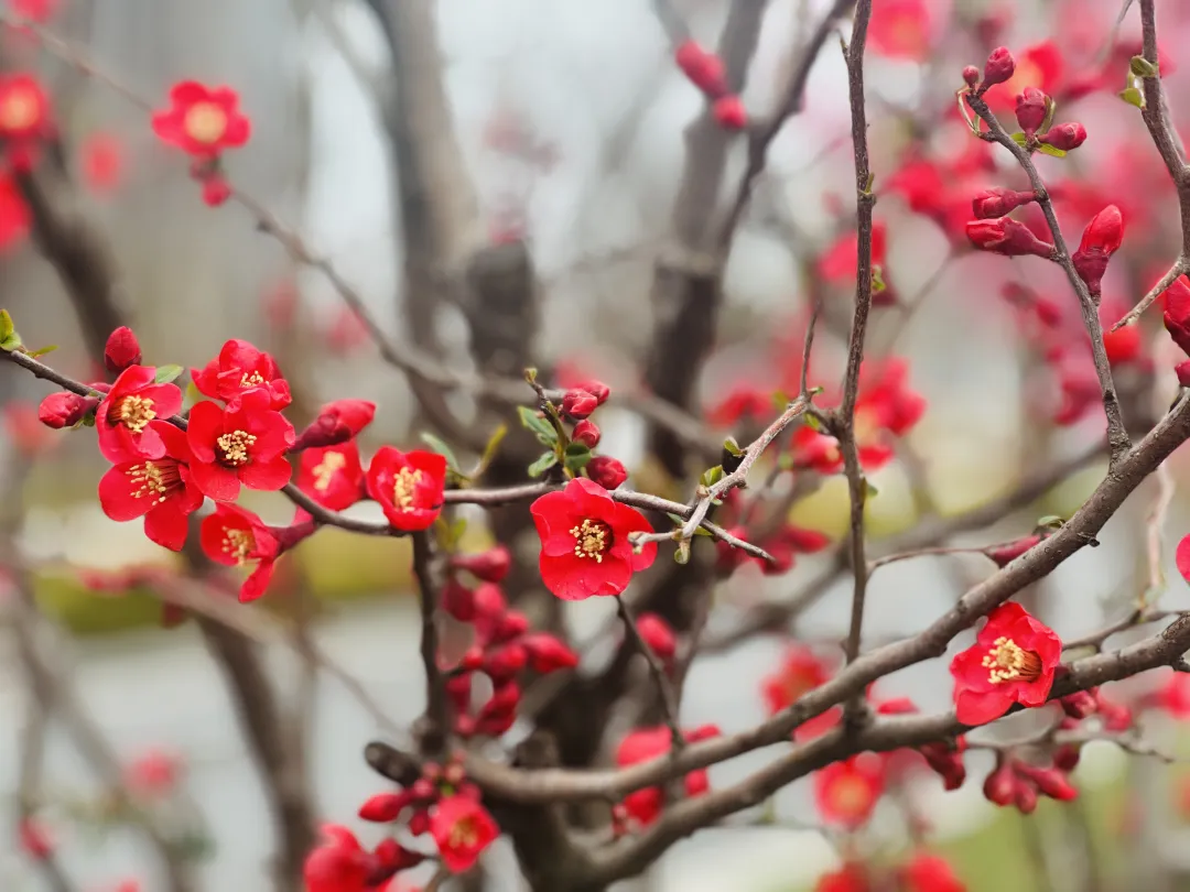 春日預(yù)報(bào)！漢臺(tái)街頭一大波花卉強(qiáng)勢(shì)來襲
