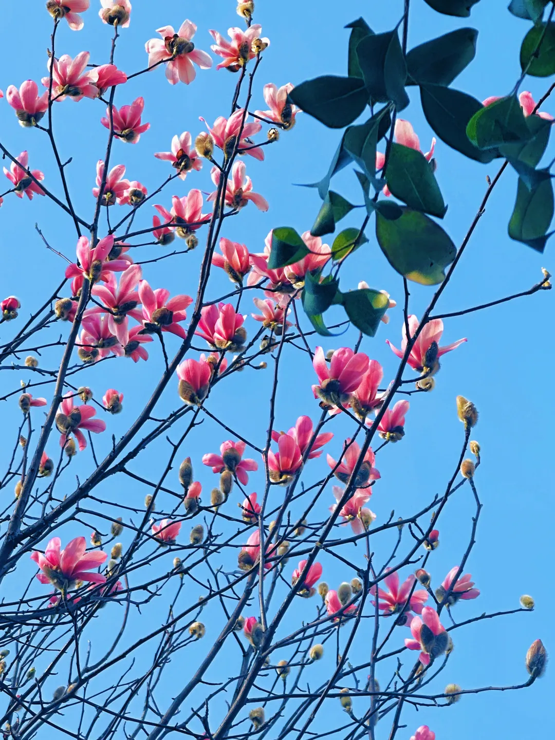 春日預(yù)報(bào)！漢臺(tái)街頭一大波花卉強(qiáng)勢(shì)來襲